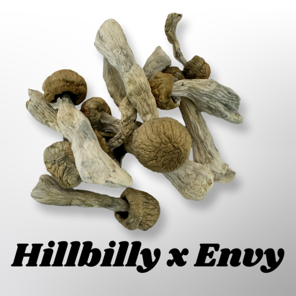 hillbilly psilocybin strain, hillbilly mushrooms, hillbilly magic mushrooms, magic mushrooms for sale, psilocybin mushrooms for sale,